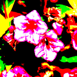 Flower 2 / Blüte 2