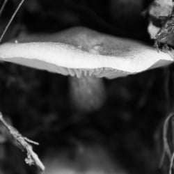 pilz welt15