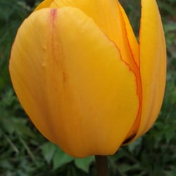 Natur 2012 Blumen