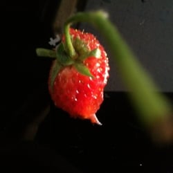 Erdbeere 01
