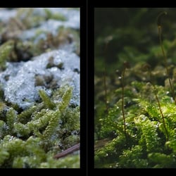 Morgentau gefroren, vorher/nachher