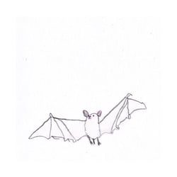 Kleine Fledermaus