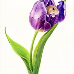 Maus und Tulpe – naturalistische Illustration