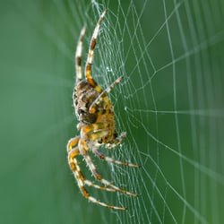 Kreuzspinne im Netz, Focus Stacking