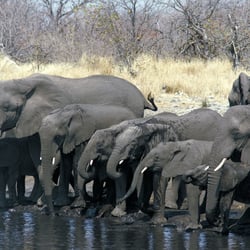 Ethosa NP Namibia Elefantenherde
