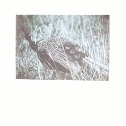 Pfau schwarzweiß Fotografie