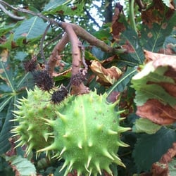 Natur 2012