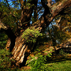 NATURE trree KLEIN IMG 4176