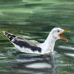 Schreiende Möwe