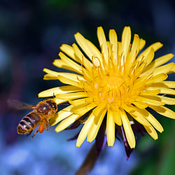 Löwenzahn mit anfliegender Honigbienen