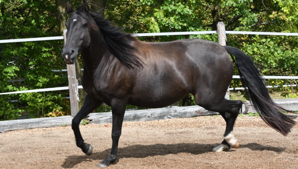 Lusitano