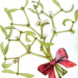Mispelzweig, farbstift, Zeichnung für eine Weihnachtskarte