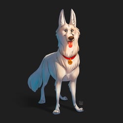 white shepherd