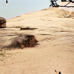 Straßenhund auf Sri Lanka