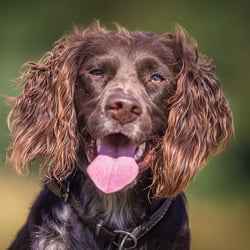 Wachtelhund