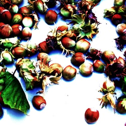 Nuts / Nüsse