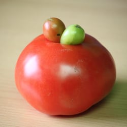 Food Fotografie 2012