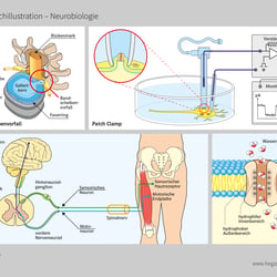 Schulbuchillustrationen Neurobiologie