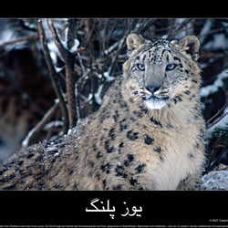 Schneeleopard