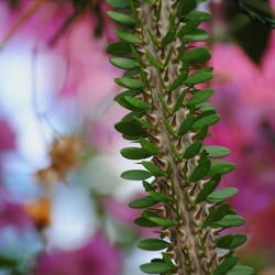 Botanischer Garten
