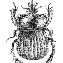 Kundenarbeit – Insekten