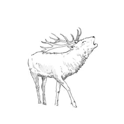 Illustration, Hirsch/Wild