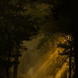 Herbststimnung