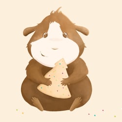 Meerschweinchen mit Keks