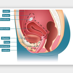 Blasenkrebs Illustrationen – Anatomie Frau