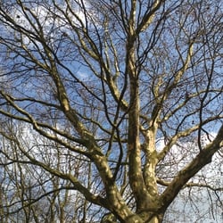 Natur 2012 Baum