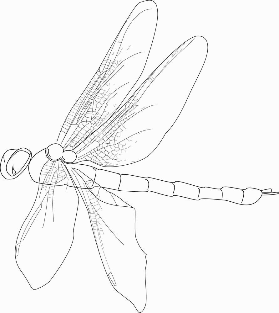 dragonfly_Grafik