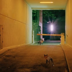 Wildtiere in der Berlin
