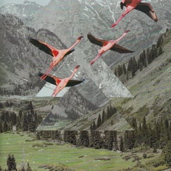 Pink-Flamingos