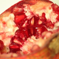 Granatapfel November 2012