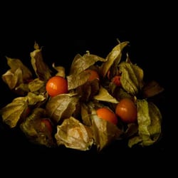 Physalis