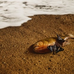 Fisch