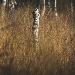 Naturpark Steinhuder Meer