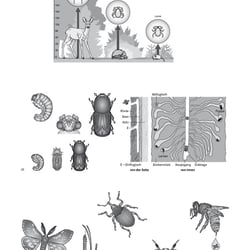 Zeichnungen Biologie