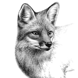 Fuchs
