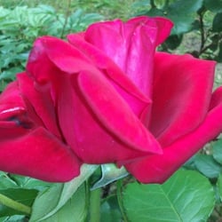Flowers Rose 02