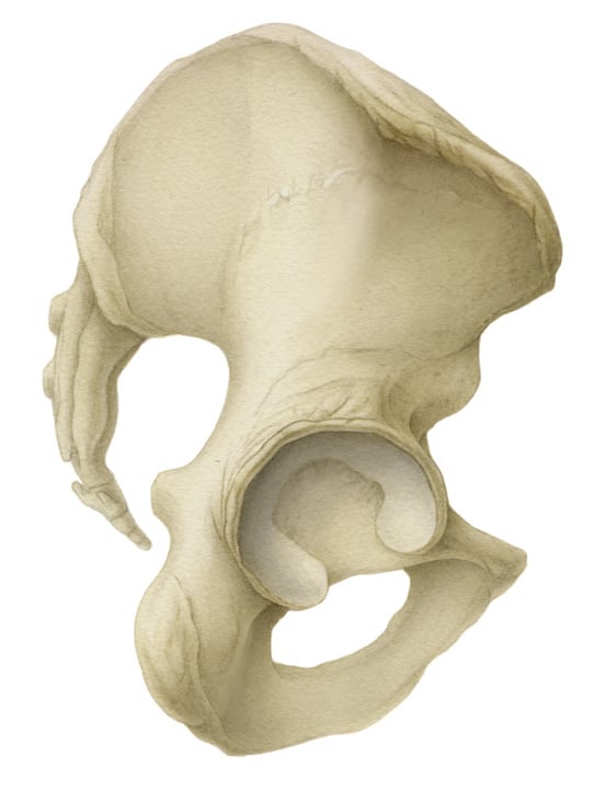 Pelvis von lateral