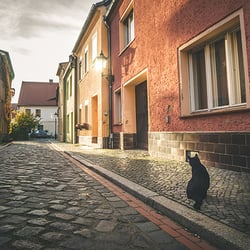 Village Cat