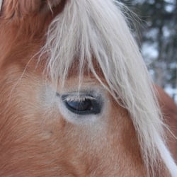 Pferd