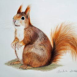Eichhörnchen