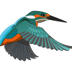 Eisvogel