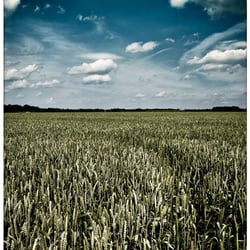 Landscapes