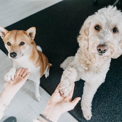 Dogs
