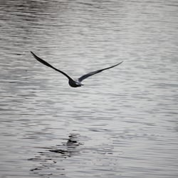 Photography 2012 Flight…and swim