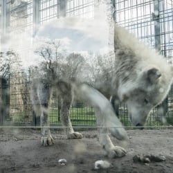 Der Wolf