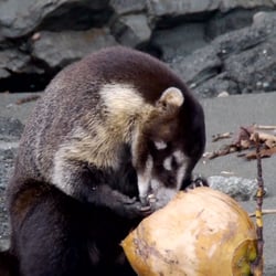 Costa Rica – Wildlife
